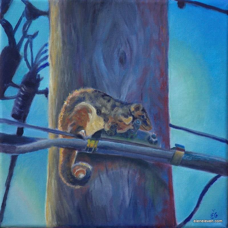 The Morning Possum